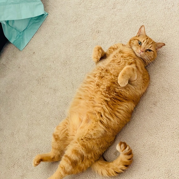 Meet your Posher, Katie - Picture 3 of 3